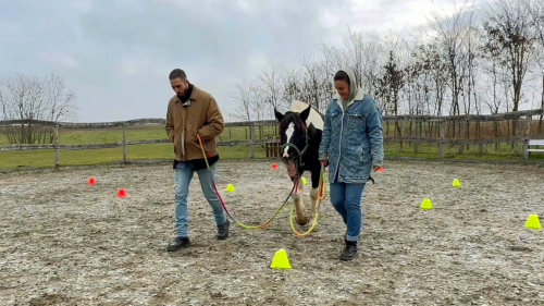 White Hors – Lóval asszisztált csoportos coaching 3