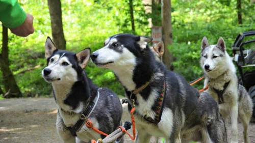 Családi husky kutyafogat túra 2