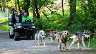 Családi husky kutyafogat extra túra