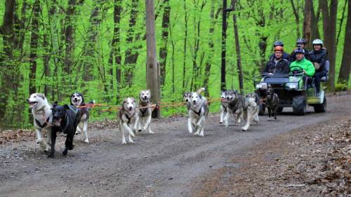 Családi husky kutyafogat túra 4