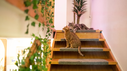 Apa - lánya közös élmény a Cat Museumban 7