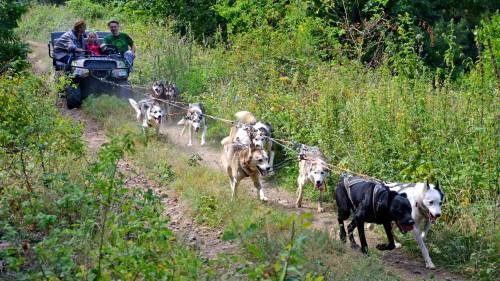 Családi husky kutyafogat túra 6