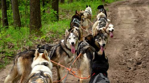 Családi husky kutyafogat túra 7