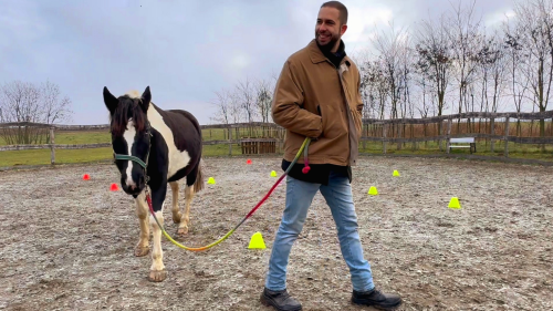 White Hors – Lóval asszisztált coaching: párkapcsolati fejlődés 2
