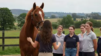 White Hors – Lóval asszisztált csoportos coaching