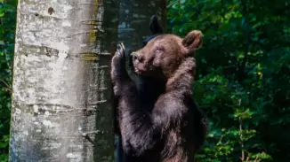 Medveles a Hargita lábánál - Testközelből a Kárpátok királya!
