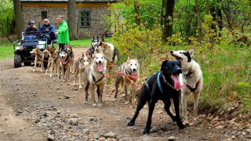 Családi husky kutyafogat túra 8