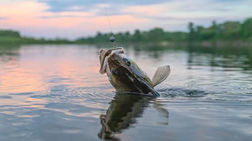 Béreljetek csónakot a Tisza-tavon egész napos horgászkalandra 6